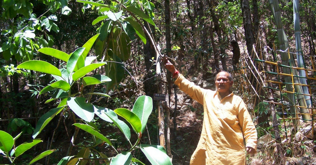 This Ex-Soldier Single-handedly Transformed a Wasteland Into a Lush Forest in Uttarakhand