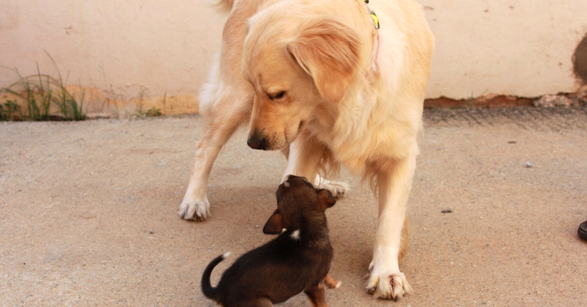 This Former Garbage Dump in Bengaluru is Now Every Dog Lover’s Paradise