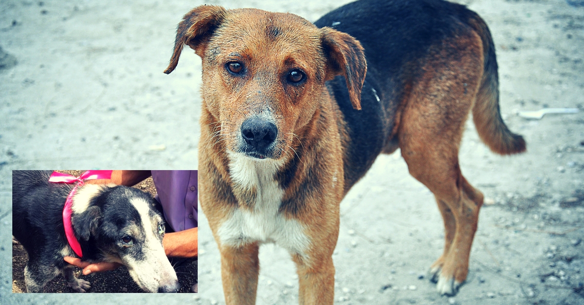 These Mumbai Dogs Received Radium Bands on Friendship Day to Protect Them From Accidents