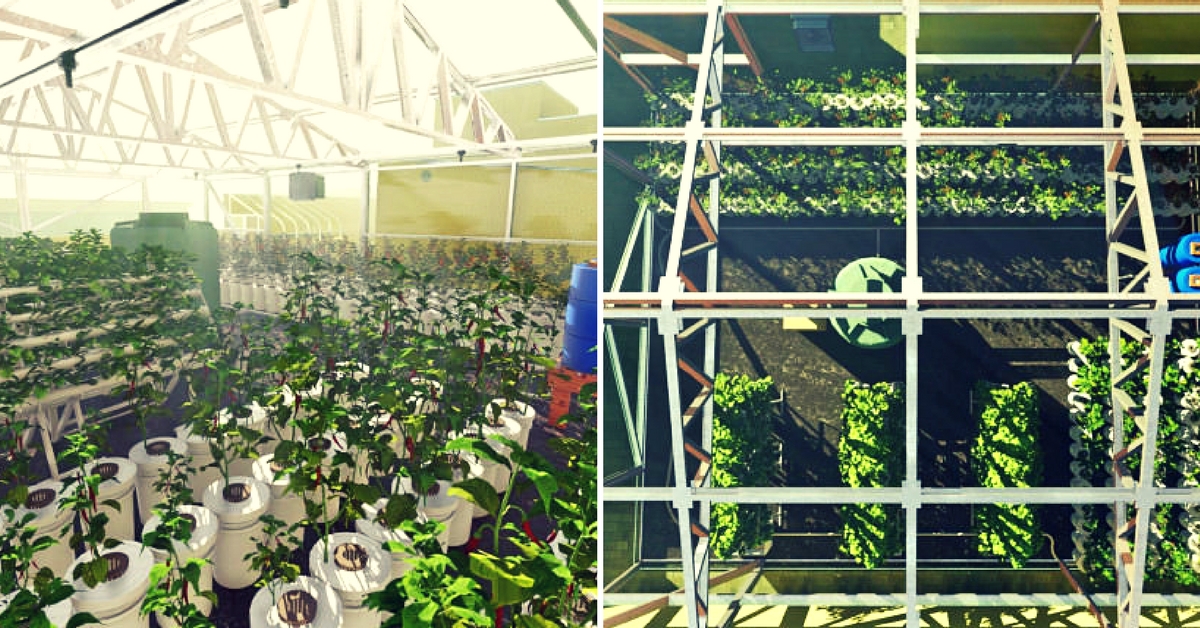 hydroponic farm- old age homes- Srihari Kanchala