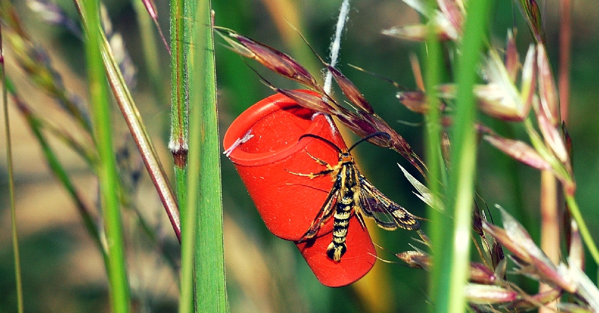 pheromone traps telangana IICT Hyderabad