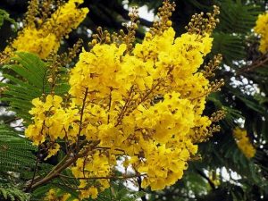 Peltophorum Pterocarpum (yellow flame tree)