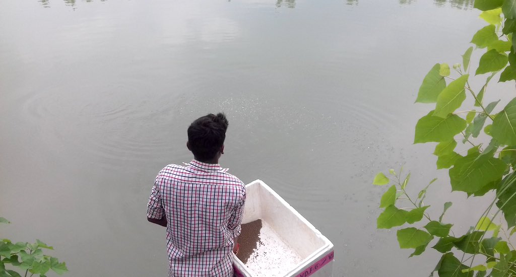 A farmer tends to a fishery developed in the wetlands. (Photo by Mohd Imran Khan)