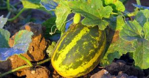 This Organic Forum in Karnataka Will Make Sure You Eat 'Poison Free Food'