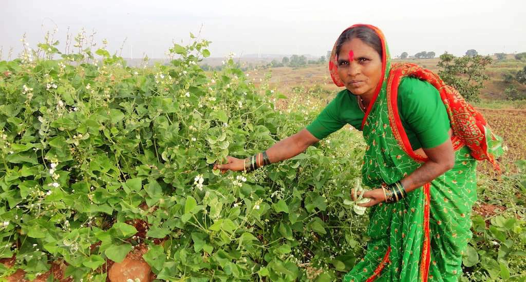 Rahibai in her field of native hyacinth bean that she has conserved. (Photo by MITTRA)