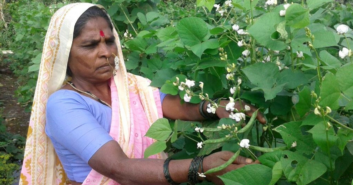 Here’s How Maharashtra’s Farmers Are Proving Traditional Seeds Are the Best!