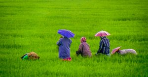 How Kudumbasree Women Changed Barren Land to Lush Farms, Earned 100% Profits!