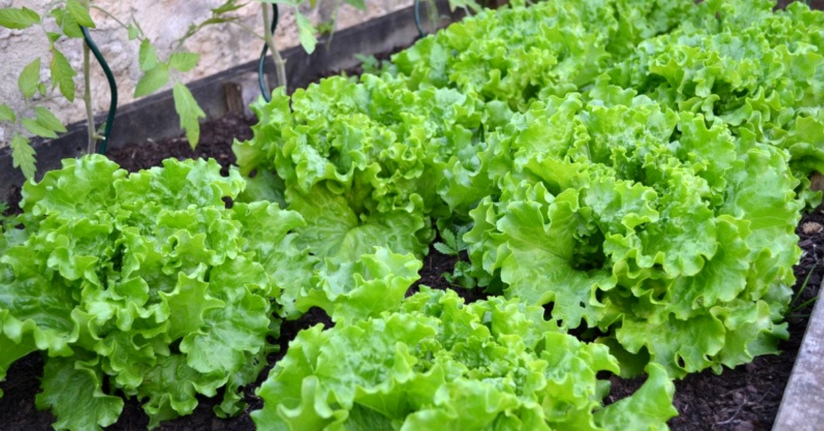 From Sowing to De-Weeding, Bengaluru’s Apartment Kids Are Learning How to Farm!