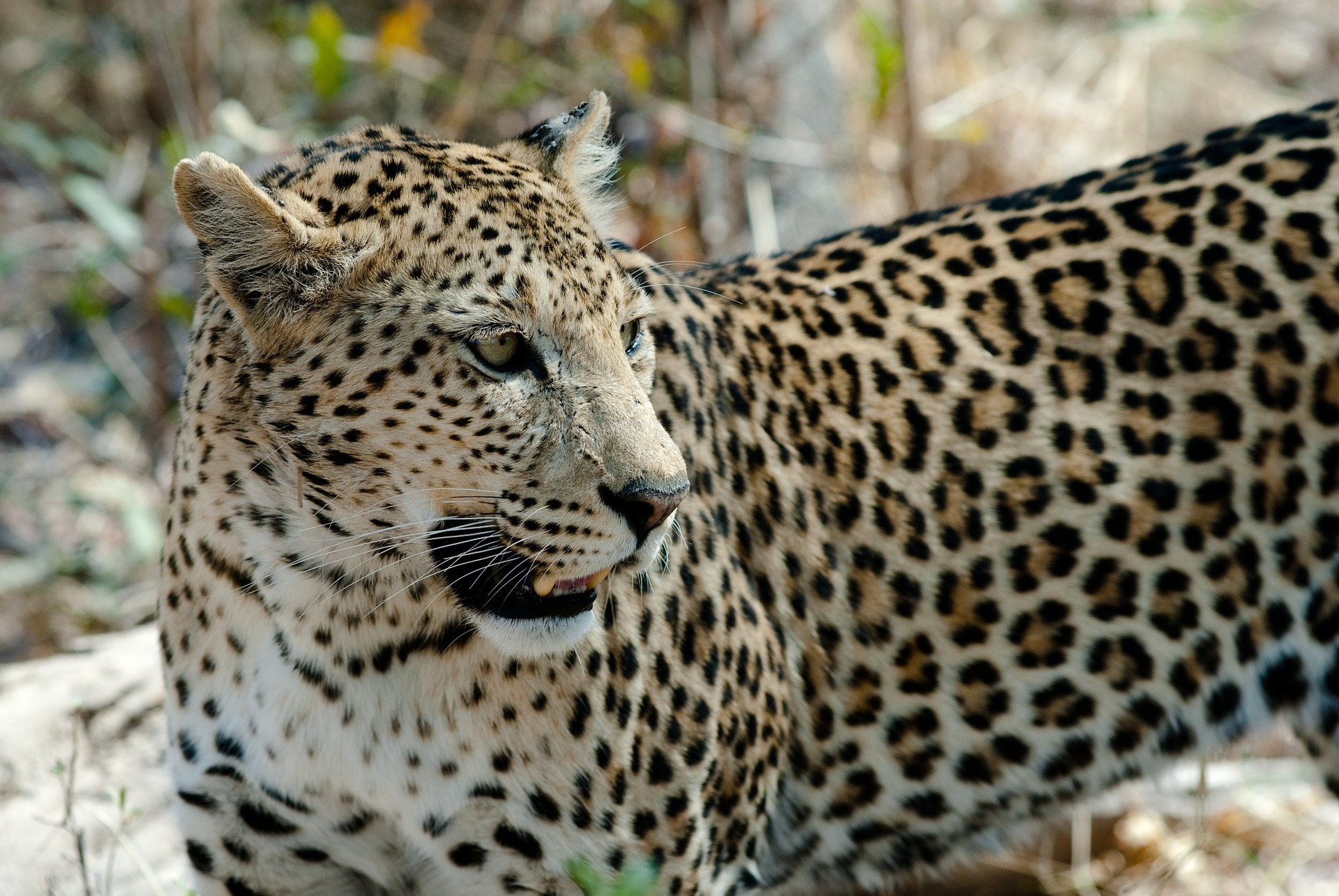 jairaj goel- Gujarat- leopard-attack