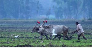 Karnataka Shepherd Builds 14 Ponds in 40 Years, Turns Barren Hill Lush Green!