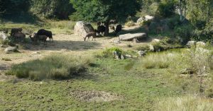 Supreme Court Verdict is The Last Chance to Save Bengaluru's Bannerghatta National Park