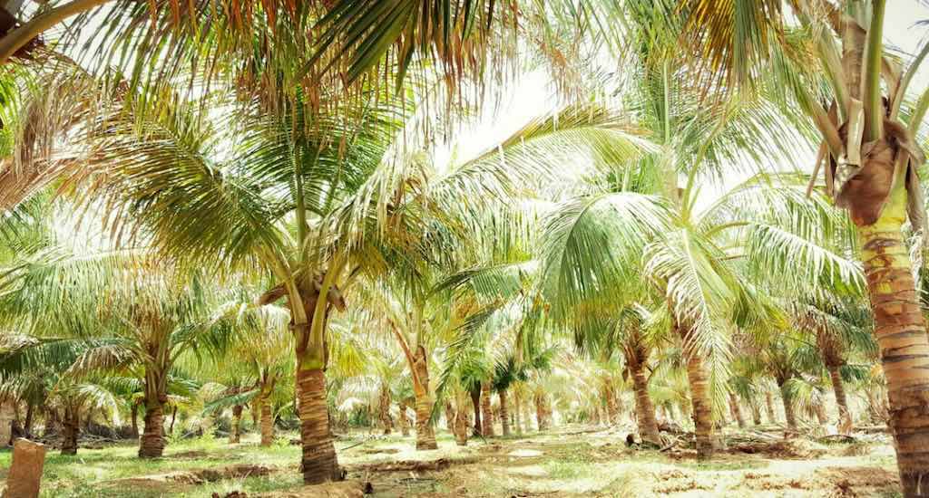 Rajpurohit’s coconut farm in the desert state of Rajasthan is an inspiration to many prospective growers in the region. (Photo by Hiren Kumar Bose)