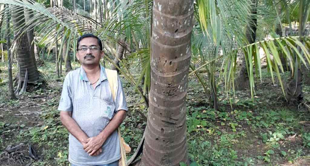 The coconut palms of Ravindra Patil of Chaul village augment his income. (Photo by Hiren Kumar Bose)