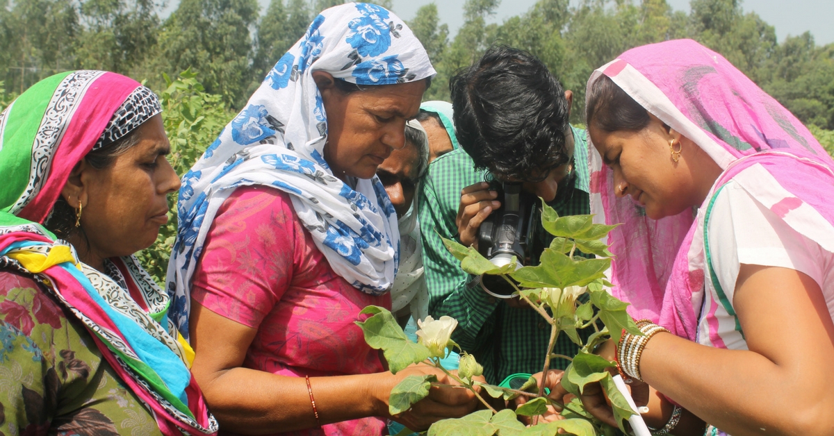 No Pesticides, & yet Bountiful Cotton Crops – the Secret of Farmers in Haryana & Punjab