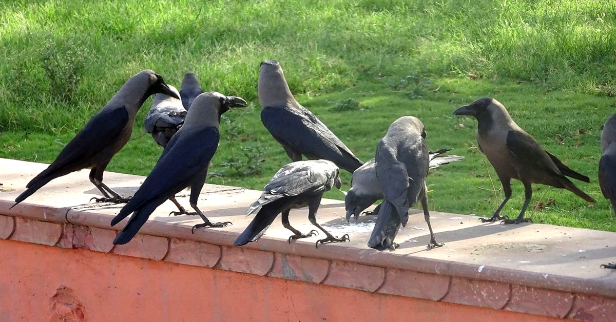 Cigarette Butts & Crows? This Dutch Company’s Idea Could Help India Tackle Our Waste Crisis