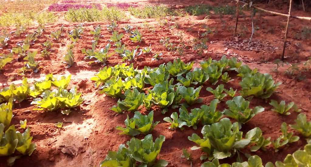 A winter kitchen garden with vegetable plants that would add variety and nutrition to the villagers’ diet. (Photo by Soumi Kundu)