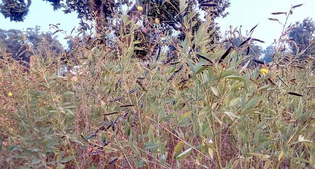 Arhar plant, that would add much needed pulses to the diet, grown by a household as part of a kitchen garden at Navatoli village, Gumla district. (Photo by Soumi Kundu)