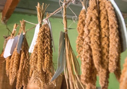 Droughts Don't Scare Millet-Producing, Self-Sufficient Karnataka Farmers!