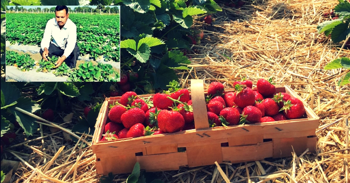 Strawberry cultivation-Rajasthan-Chittorgarh