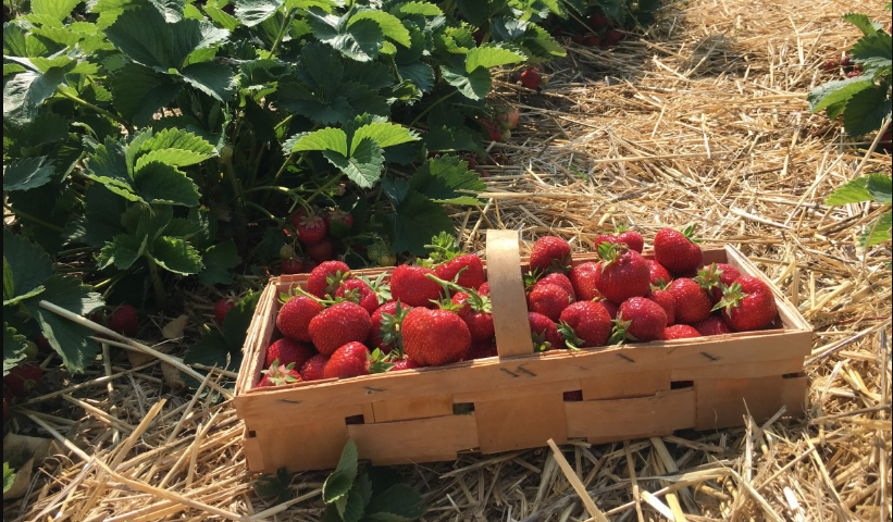 Strawberry cultivation-Rajasthan-Chittorgarh