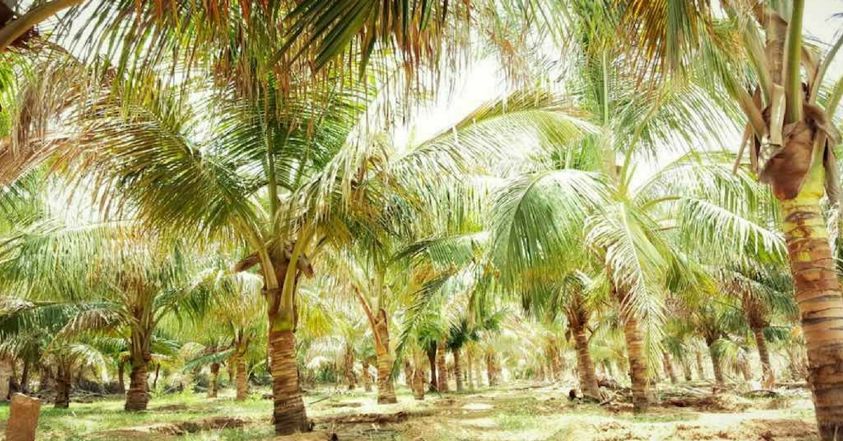 Growing Coconut Palms in Arid Rajasthan? Farmers in the State Are Doing It and How!