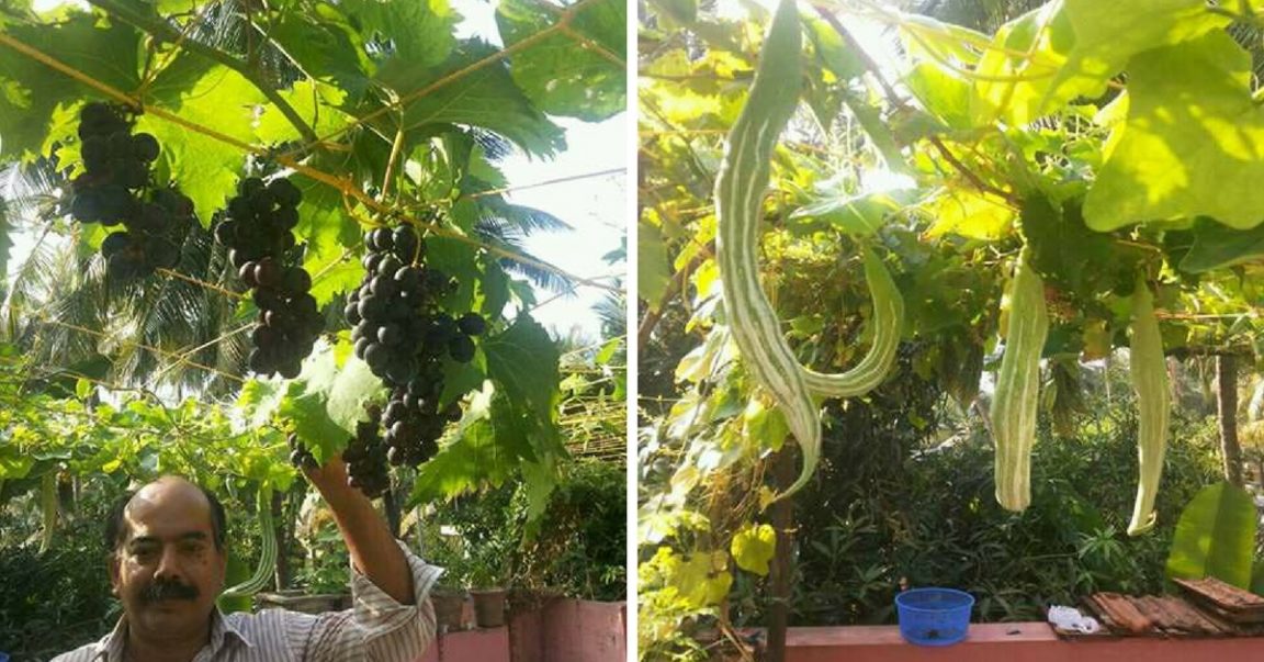 Grapes in a Pot? Mangalore's Blany D'Souza Has Been Doing it For Years!