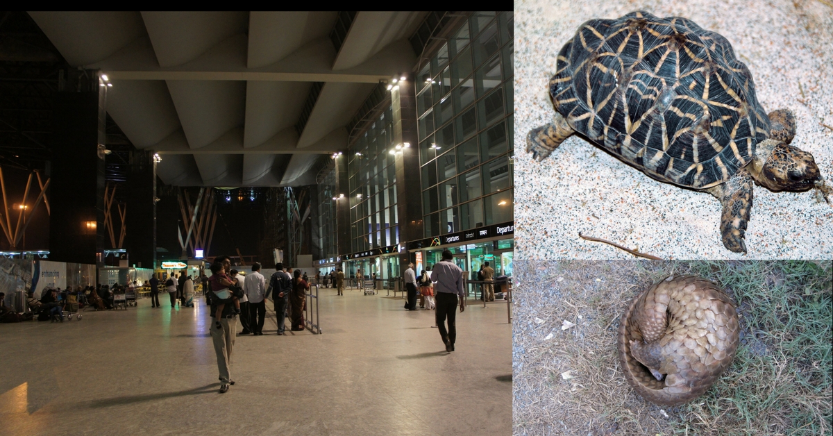 Wildlife Smugglers Will No Longer Find Bengaluru Airport an Easy Transit