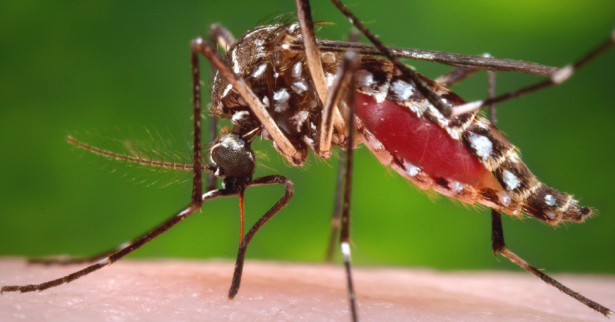 chikungunya- IIT Roorkie