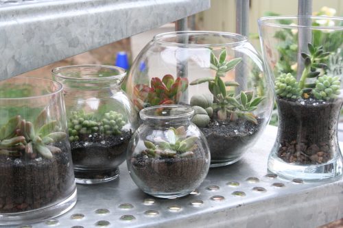 https://en-media.thebetterindia.com/uploads/2017/10/decoration-garden-terrarium-containers-greenhouses-with-cool-terrarium-containers-ikea-ideas-terrarium-containers-with-some-unique-plants-and-amazing-design-theme-500x333.jpg