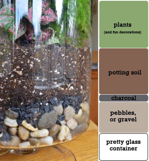 How to Make a Desert Terrarium (Step-by-Step) + Ideas - Terrarium Tribe