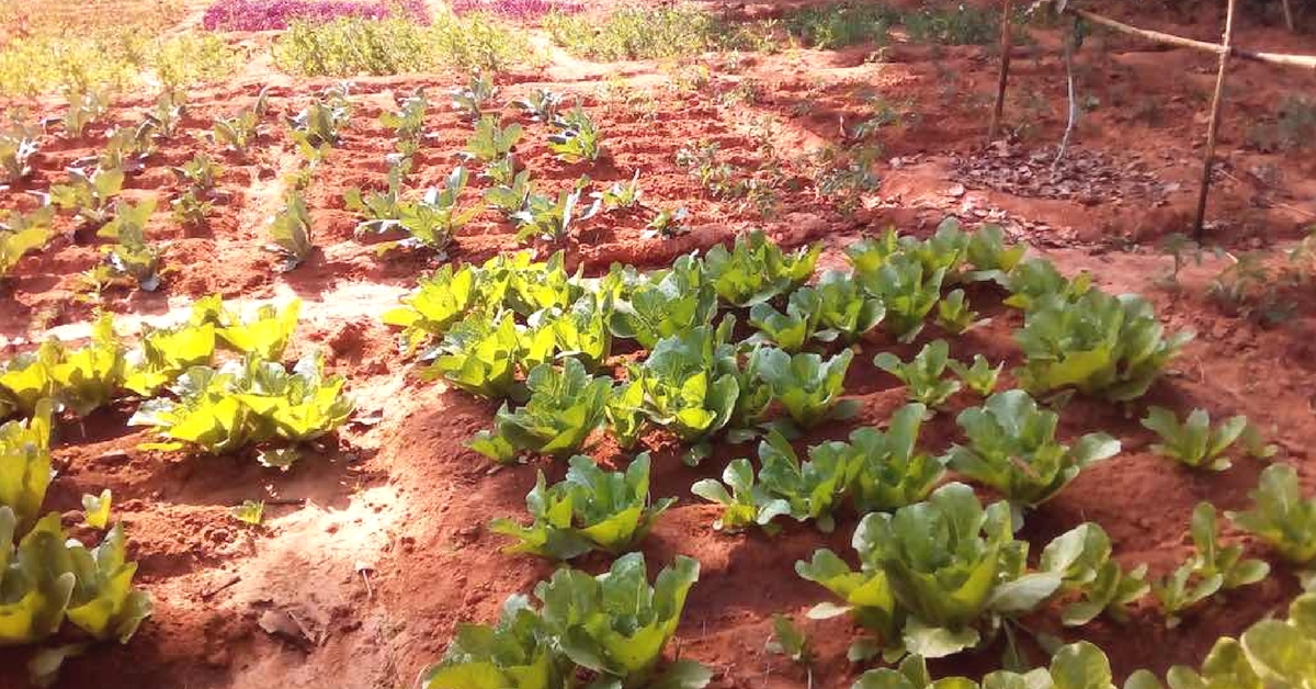 How Kitchen Gardens Enriched Village Diets for 600 Households in Jharkhand
