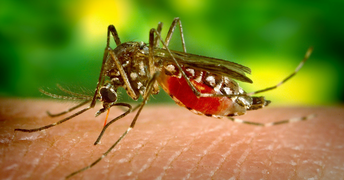 Good News! New Dengue Testing Kit to Give out Results in 15 Minutes