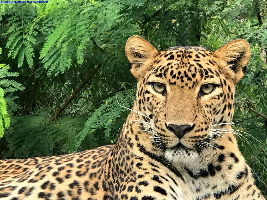 What to Do If a Leopard Wanders Into a Village? A Microchip Will Rescue the Cat!