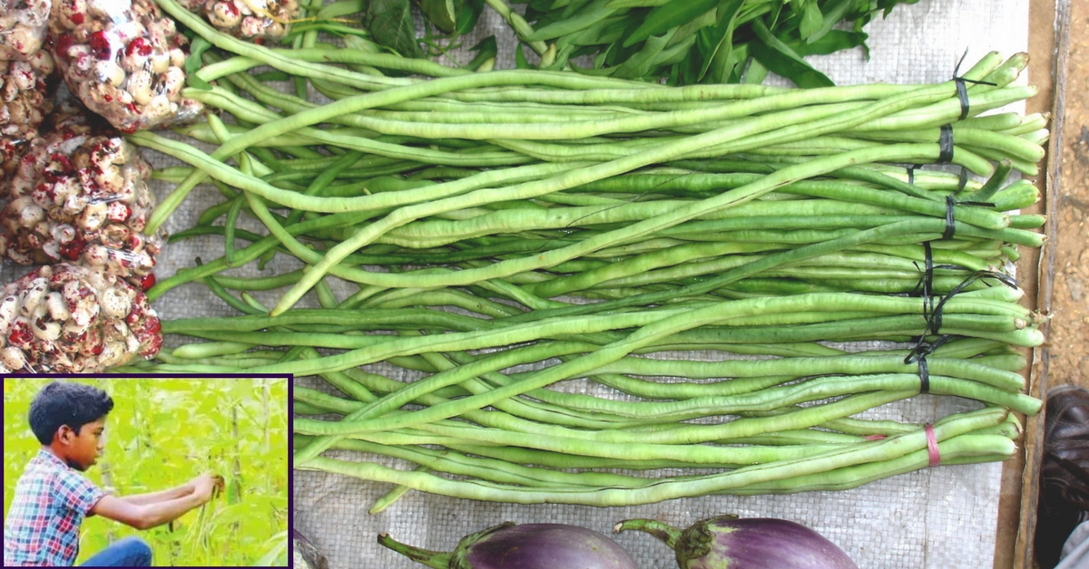 This 8th Standard Student Grew 800kgs of Long Beans in a 10-Cent Kerala Plot!