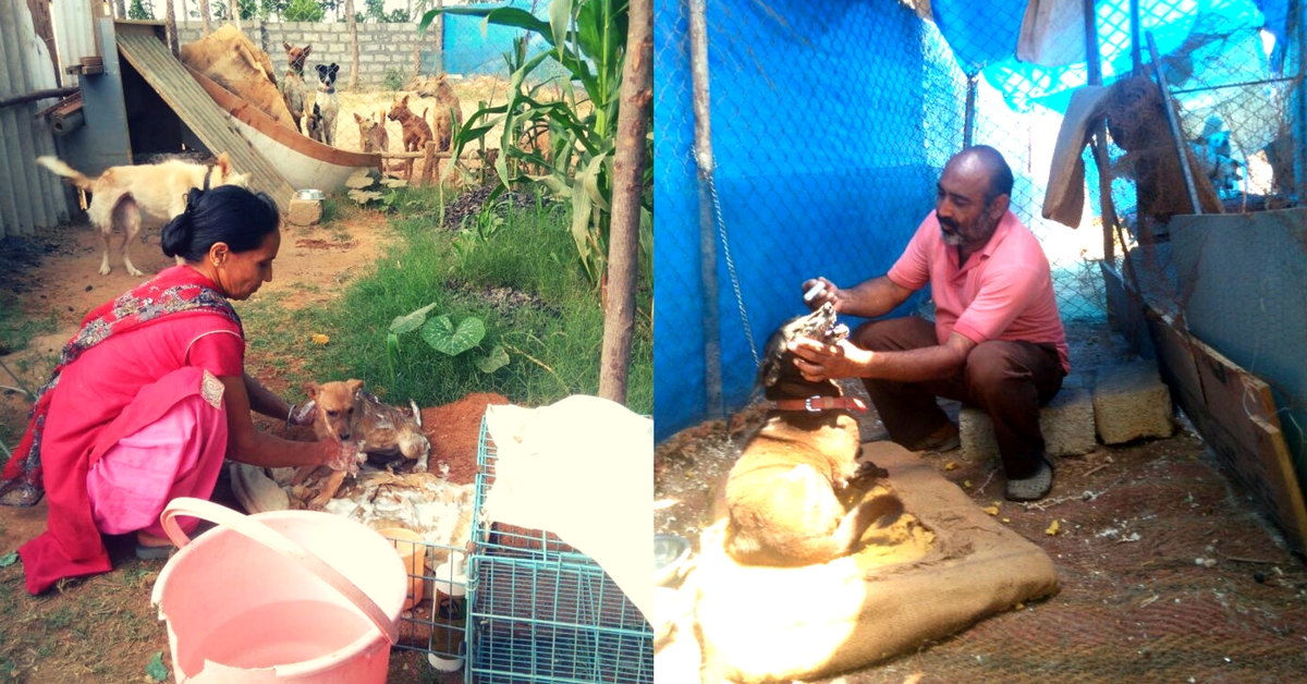 Bengaluru-couple-stray-sai shelter