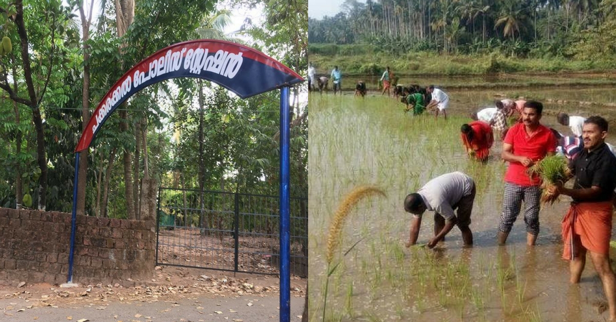 Kerala Cops Try a Hand in Farming by Cultivating Paddy in Kannur’s Fallow Fields