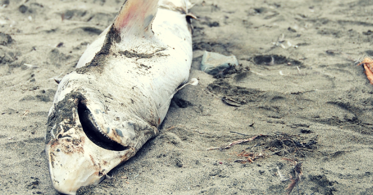 Dead Shark Washed Up on Shore. Picture for representative purposes only. Picture Credit: Flickr.