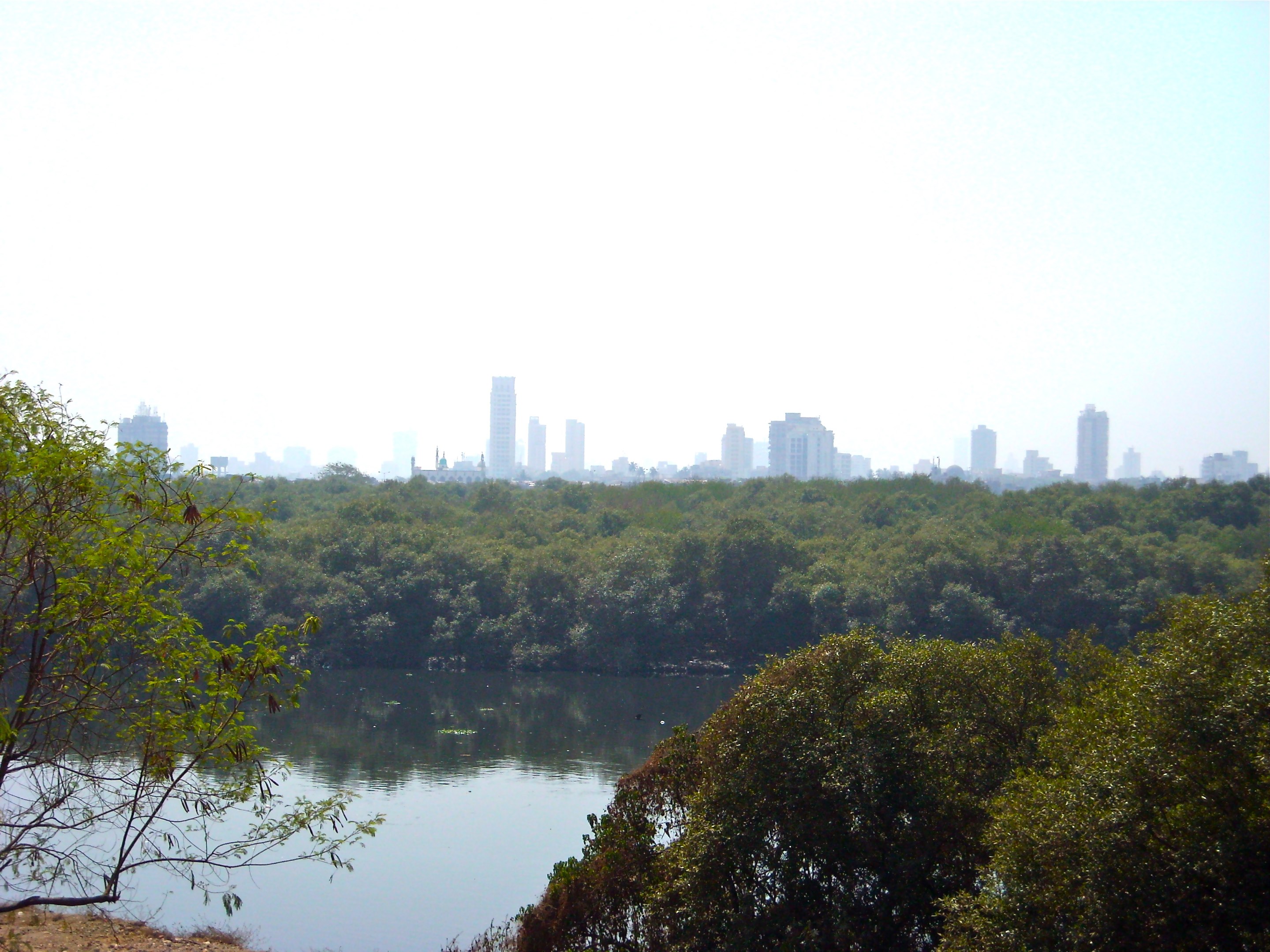 NGO & School Students Come Together to Clean Mumbai’s Mangrove Forest