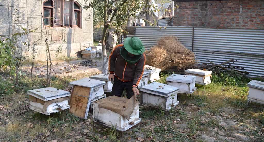 A Kashmiri beekeeper is seen attending to his beehives. (Photo by Athar Parvaiz)