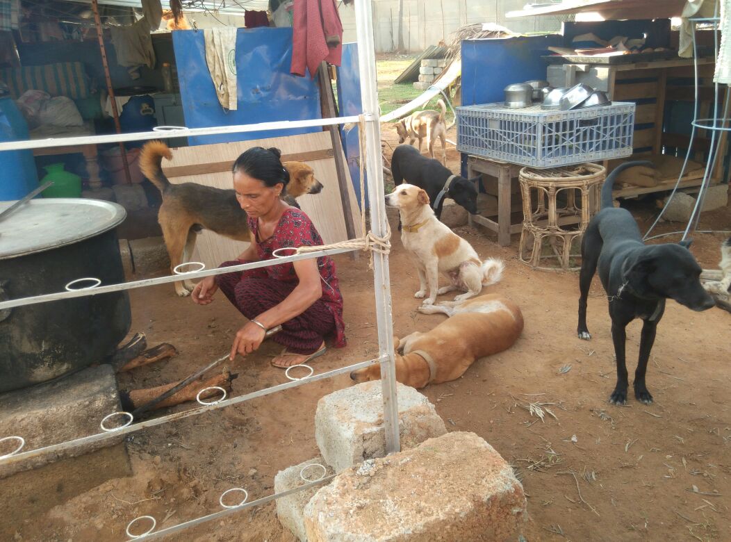 Bengaluru-couple-strays dogs-sai shelter