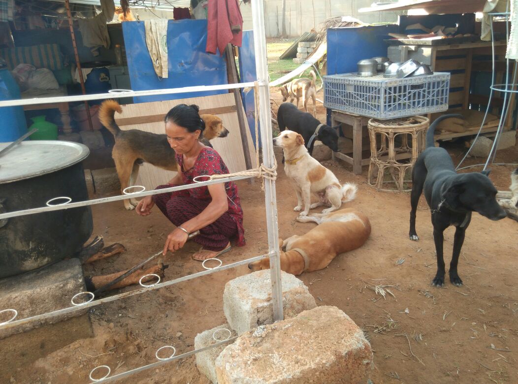 Surya & Anju Overcame Despair to Run a Shelter for Over 85 Stray Dogs!