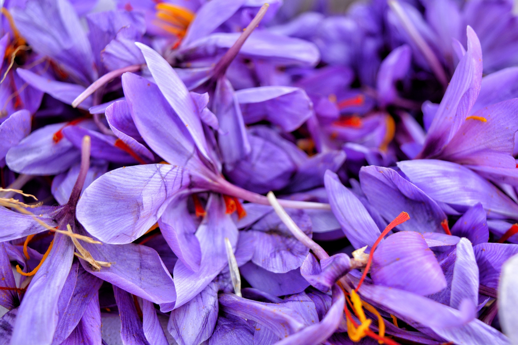 Recently harvested saffron flowers. Image By: Qazi Wasif