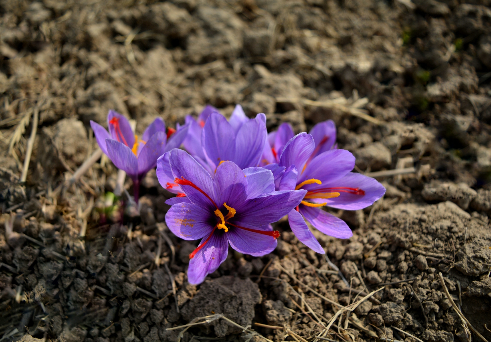 A blooming saffron flower. The three maroon colored stigmas is the spice.