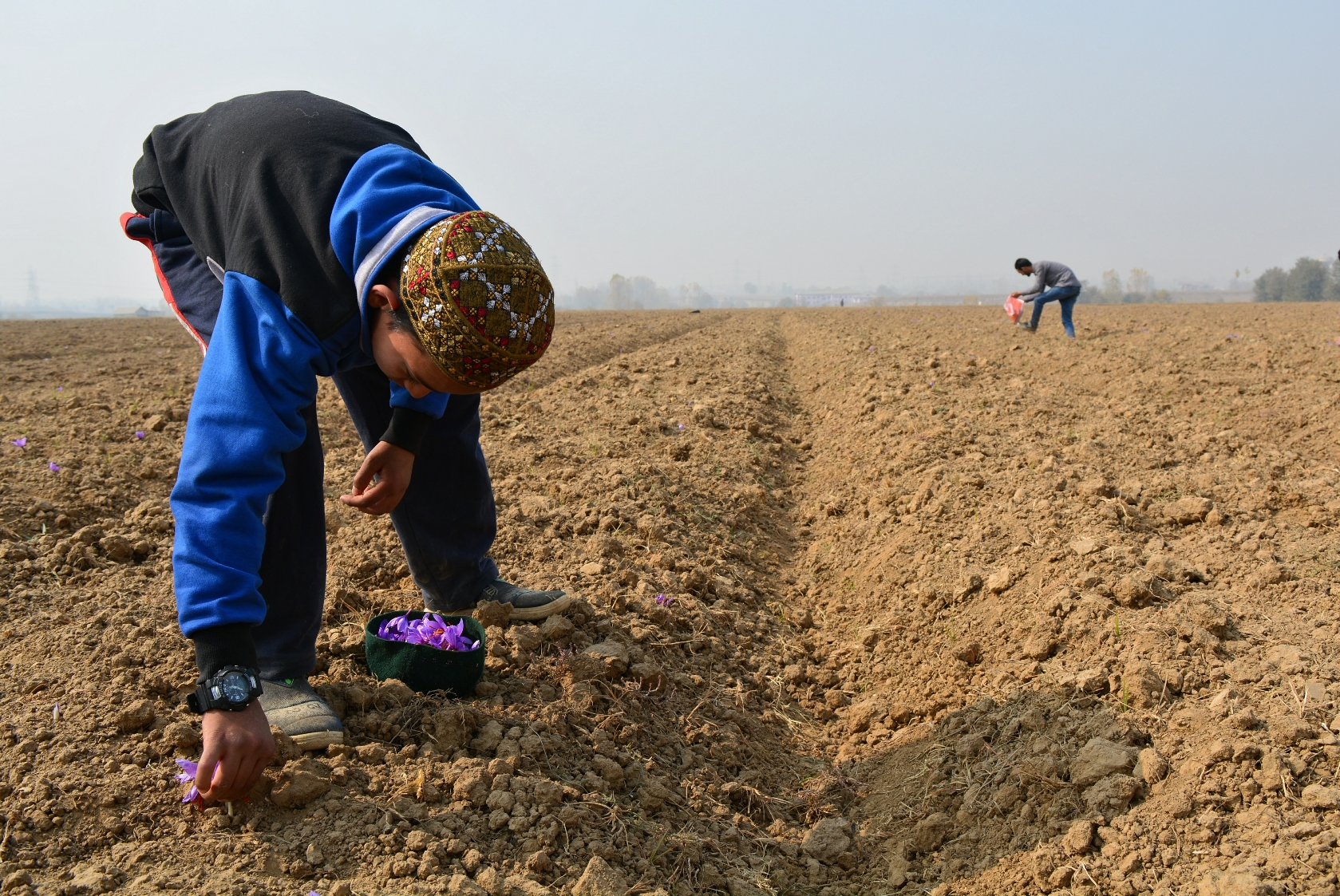 A boy uses his hat to collect saffron. It is usually collected in a small wooden basket.