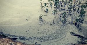 Bengaluru's Kundalahalli Lake Will Soon Go from Dumping Ground to Scenic Beauty