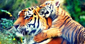 Home to Over 60 Tigers, Mudumalai Tiger Reserve All Set to Become Twice Its Size!