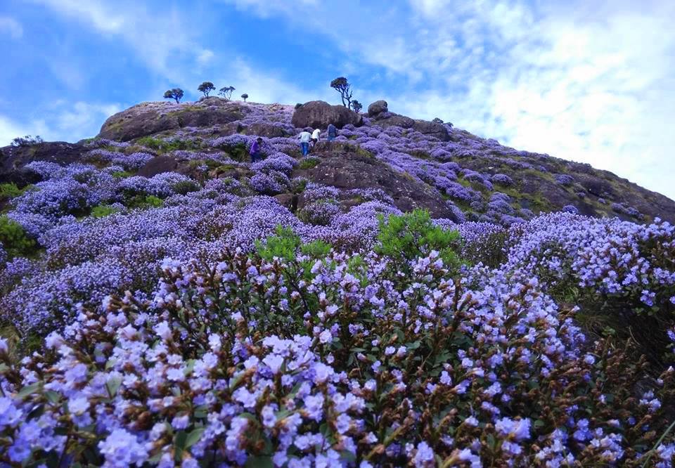 Painting the Niligiris Blue Once in 12 Years, Behold the Neelakurinji