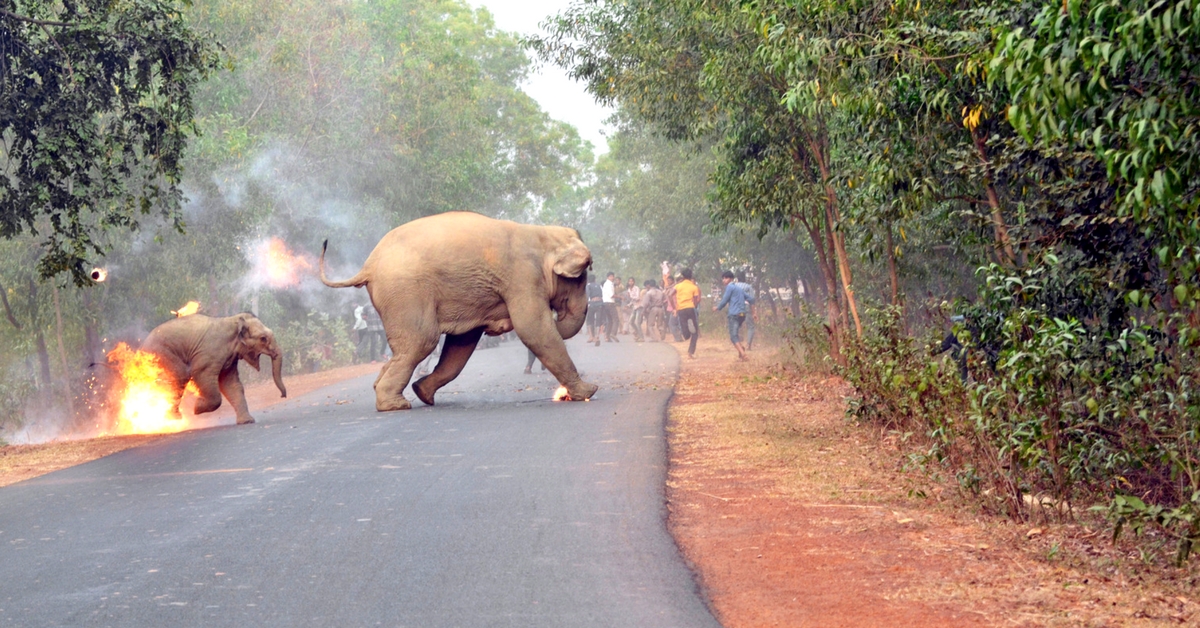 Sanctuary Wildlife Photography Awards: 9 Stunning Photos That Will Blow Your Mind