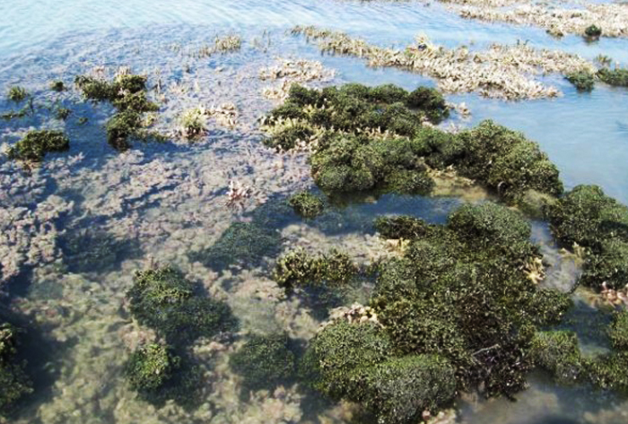 Seaweeds - Rameshwaram coast