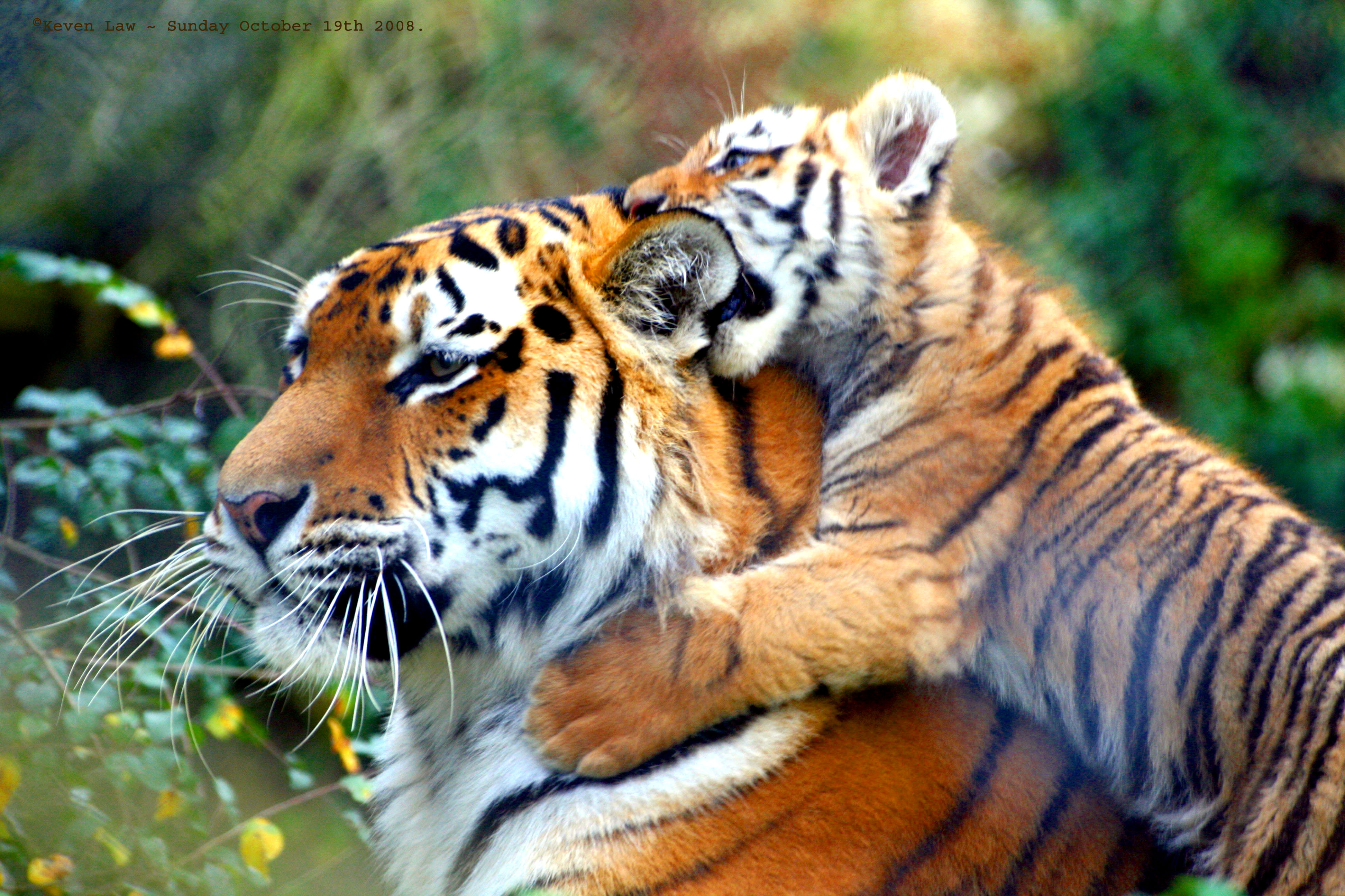Mudumalai Tiger Reserve- bigger